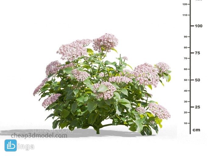 گل های باغی