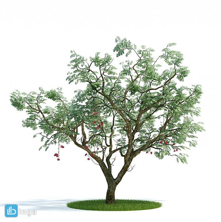 درختچه باغی بهاری