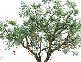 درختچه باغی بهاری