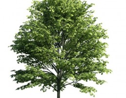درخت