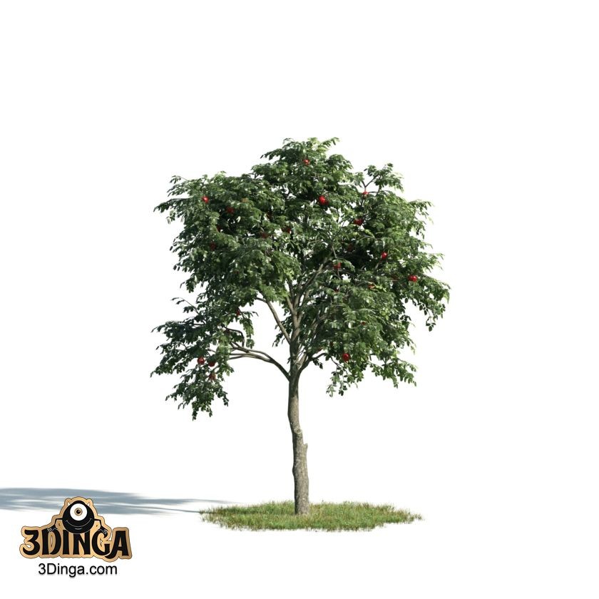 درخت