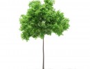درخت صنوبر