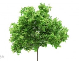 درخت صنوبر