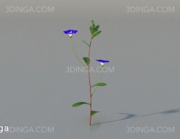 بوته گل اروپایی و آمریکای شمالی