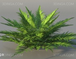 بوته گل اروپایی و آمریکای شمالی