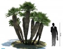 درخت نخل مناطق گرمسیری