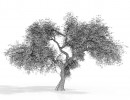 درخت بهاری سرسبز