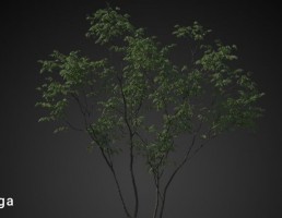 درخت سرسبز