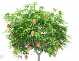 درخت انبه