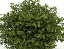 درختچه های باغی