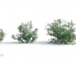 بوته گیاهان طبیعی
