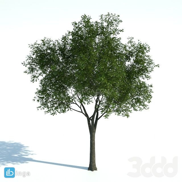 درخت سرسبز بهاری