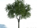 درخت سرسبز بهاری