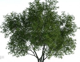 درخت سرسبز بهاری