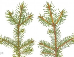 تکسچر شاخه مخروطی