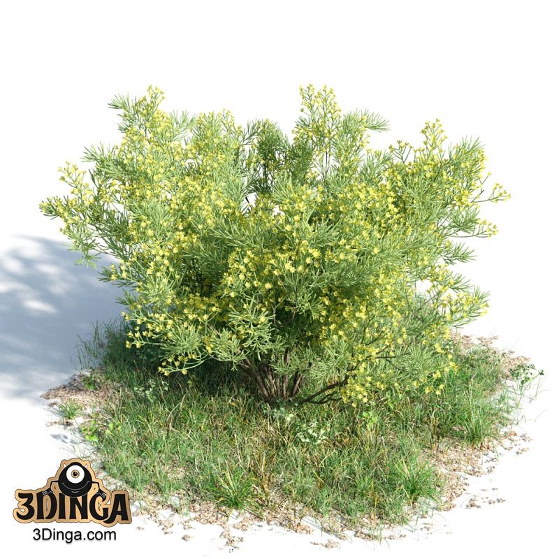 درخت Senna artemisioides