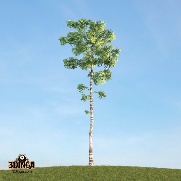 درخت Birch
