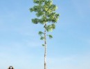درخت Birch