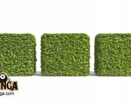 گیاه پرچین