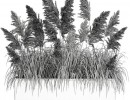 گیاه پامپاس سفید در گلدان