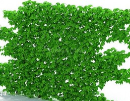 پرچین گیاهی