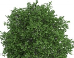 درخت اقاقیا