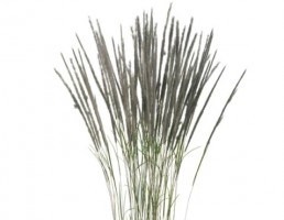 گیاه بهاری