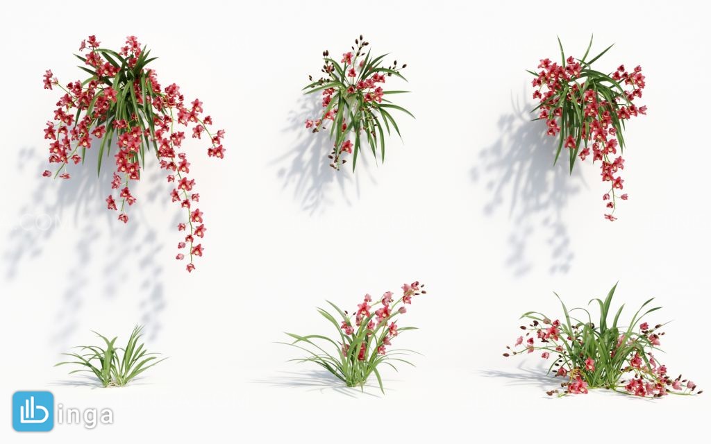 گیاه ارکیده سبز