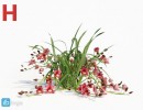 گیاه ارکیده سبز