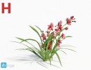 گیاه ارکیده سبز