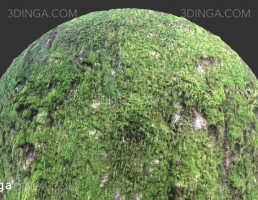 تکسچر پوست درخت خز گرفته