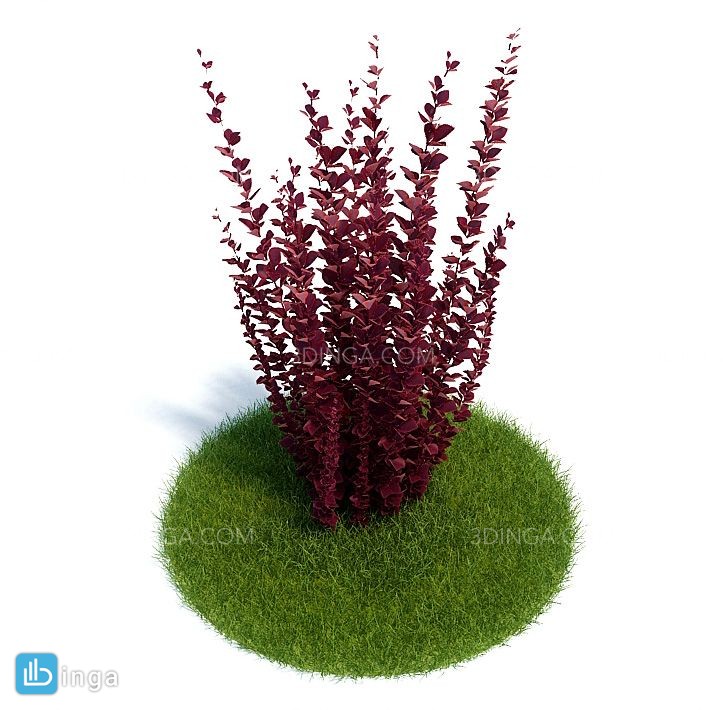 گیاه زرشک زینتی