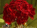 گلدان +گل رز