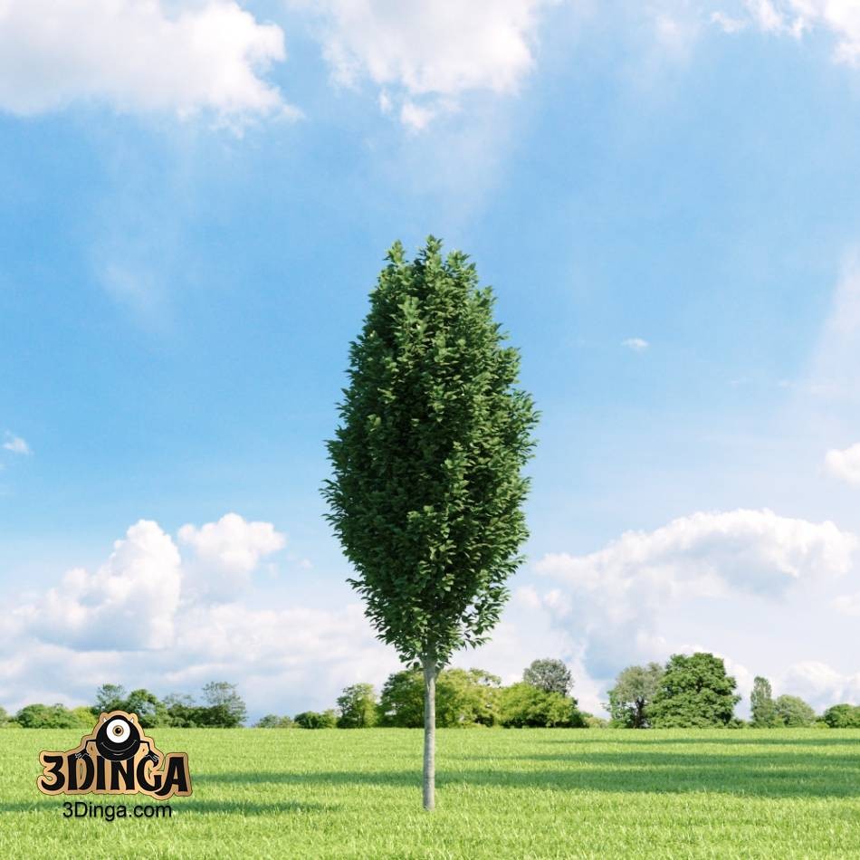 درخت