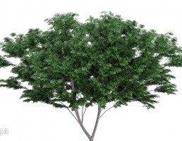 درخت وحشی