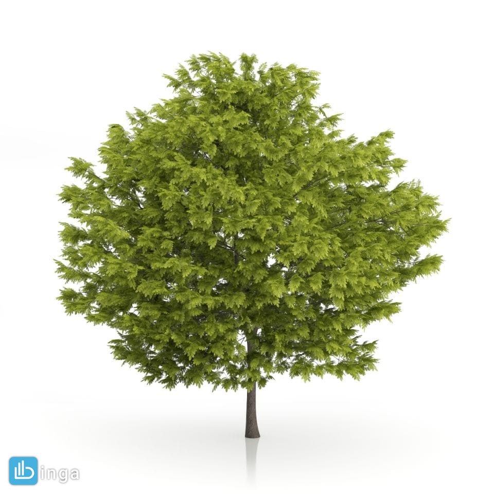 درخت کاج