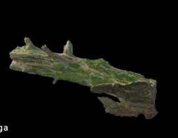 گلسنگ روی تنه درخت بریده شده