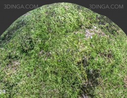 تکسچر صخره خز گرفته