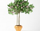 گیاهان گلخانه