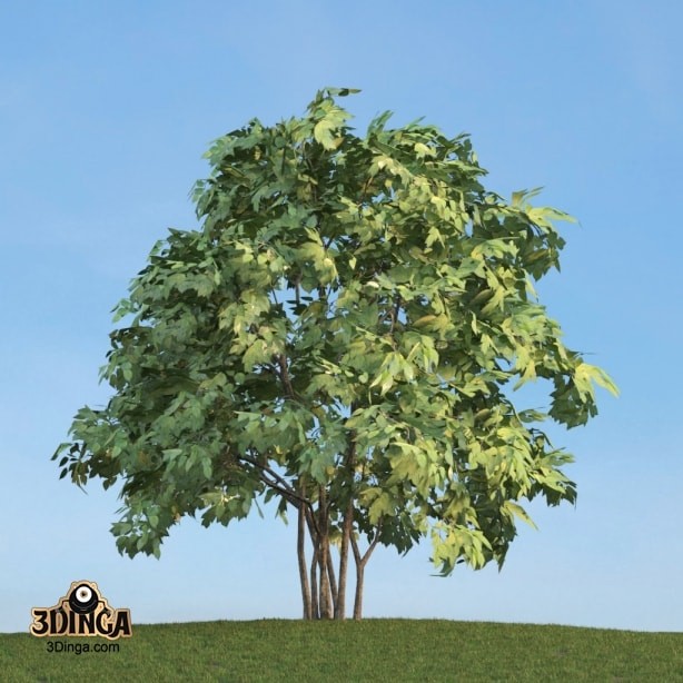 درخت Staphyella_pinnata