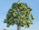 درخت Staphyella_pinnata