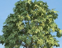 درخت Staphyella_pinnata