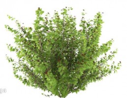 بوته توت وحشی