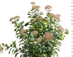 گل های باغی