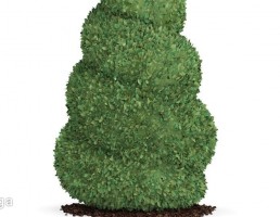 درخت کاج مارپیچی