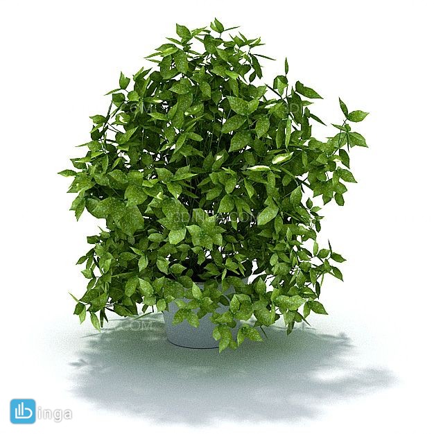 گلدان + گیاهان آپارتمانی