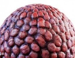 تکسچر پوست موجودات قرمز
