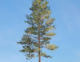 درخت Loblolly_Pine