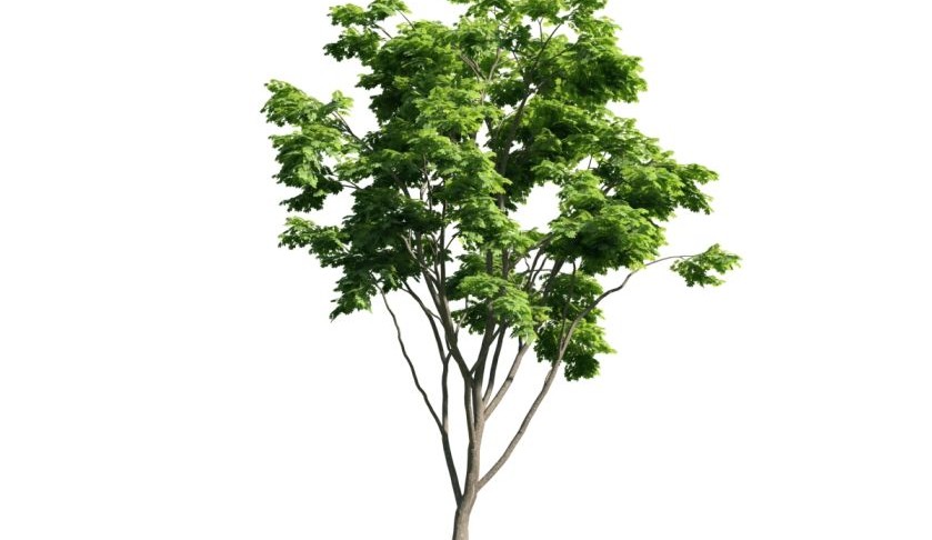 درخت