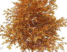 درخت بلوط در پاییز